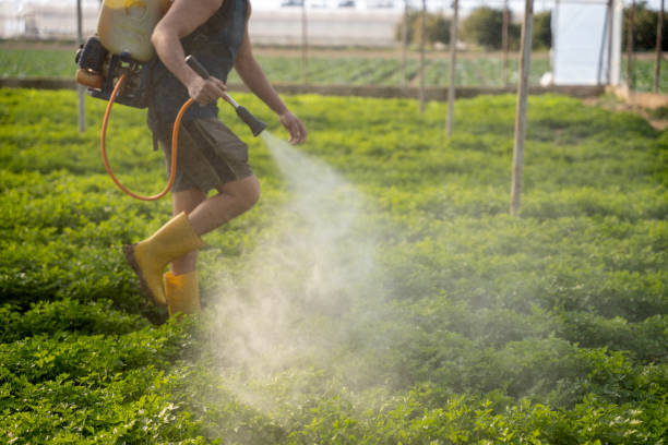 Best Mosquito Control Services  in Timberville, VA