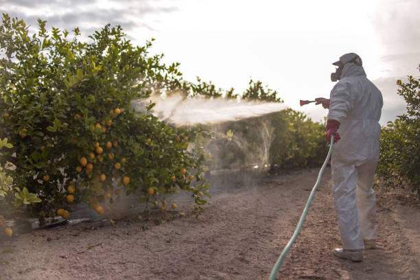Insect Control in Timberville, VA