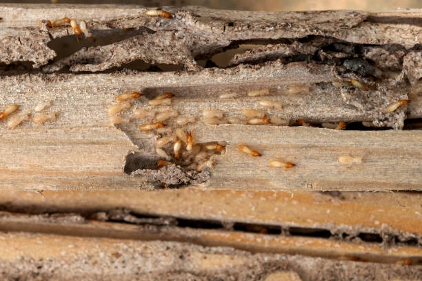 Best Bed Bug Extermination  in Timberville, VA